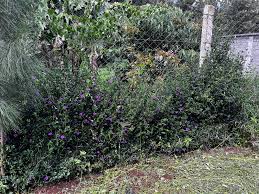 Image result for Pollichia campestris