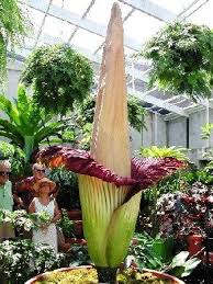 The Cadaverous Flower Blooms For 3 Days Once Every 40 Years Unusual Flowers Weird Plants Wonderful Flowers