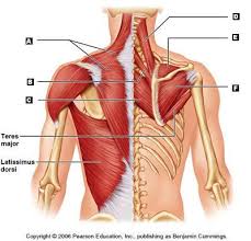 Plus there are links to lots of other great anatomy and physiology quizzes and other resources; Art Labeling Quiz Anatomy And Physiology Muscle Anatomy Muscle