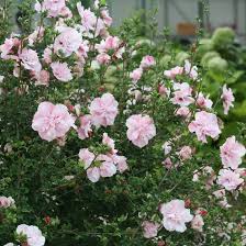 Image result for Hibiscus syriacus ´Pink Chiffon