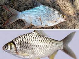 Dalam kebanyakan kes, ikan lampam jawa bersaiz kasar (melebehi 1 kg) lebih mudah ditemui berbanding lampam sungai. Info Spesies Perbezaan Lampam Sungai Lampam Jawa Umpan