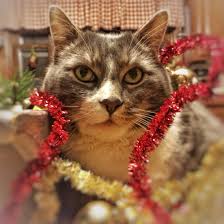 Happy Holidays Cats Happy Holidays Animals