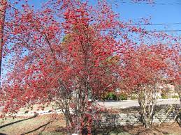 Washington hawthorn is one of the commonly planted hawthorn species. The Washington Hawthorn Is A Good Small Tree For Garden And Wildlife Home Garden Tulsaworld Com