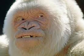 كل يوم Albino Gorilla Albino Animals Rare Albino Animals