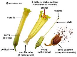 A typical flower has four main parts—or whorls—known as the calyx, corolla, androecium, and gynoecium (figure 1). Unknown 47