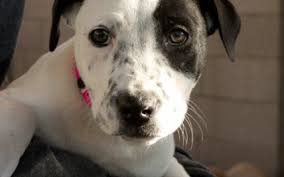 Black Australian Cattle Dog Pitbull Mix Australian Cattle Dog Pitbull Mix Australian Cattle Dog Dogs Cattle Dog