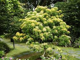 Image result for Tarenna leonardii