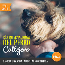 Search the world's information, including webpages, images, videos and more. 27 De Julio Dia Internacional Del Perro Callejero Dia Del Perro Callejero Perro Callejero Dia Del Perro