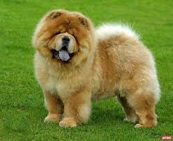 chow chow cin aslani cinsi kopek ozellikleri ve bakimi chow chow kopek kopek egitimi