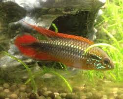 It is often labeled as cockatoo dwarf cichlid or crested cichlid due to the large rays found on the dorsal fin of male specimens. Dwarf Cichlids The Trop Company