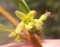 Image result for Cryptolepis apiculata