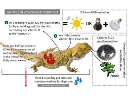 Aim for a ratio of 80% insects to 20% greens and vegetables when feeding baby bearded dragons. Bearded Dragon Diet And Nutrition Over 125 Safe Food List