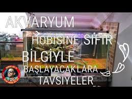 Sifir Bilgiyle Akvaryum Hobisine Baslayacaklara Tavsiyeler Akvaryum Hobi Bilgi