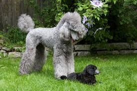His mom is a 54 lb standard and dad is a 28 lb moyen. Litter Of 2012 Violet Standard Poodles Happiness Is Standards Structure Balance