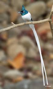 Pratik Humnabadkar Photography Pune India Asian Paradise Flycatcher Pet Birds Pretty Animals I Like Birds