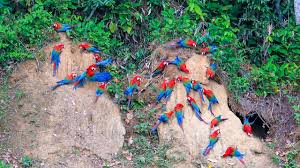 Image result for Manulea conferta