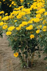 Image result for Aspilia helianthoides