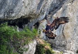 Bei beiden arten wurden hohe bleiwerte in der leber und in den knochen nachgewiesen. Golden Eagle Wildtier Fuhrungen Anton Wegscheider Adler Steinbock Gams Murmeltier Bartgeier Und Andere Tiere Im Nationalpark Berchtesgaden
