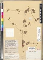 Image result for Pelargonium apetalum