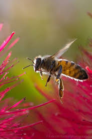 Magnifique Bienenprodukte Bienen Bienen Bilder
