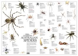 Common Australian Spiders Poster Flat