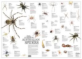 common australian spiders poster flat