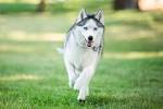 Wolves of the World