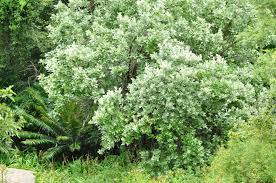 Image result for Brachylaena discolor