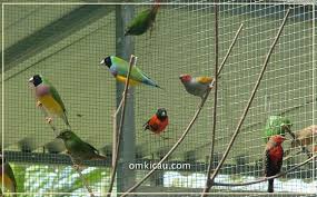 Jika kamu mengikuti langkah cara pasang paralon pvc di bawah ini kamu ga bakal mengalami bocor lagi! Membuat Tempat Pakan Dan Minum Alternatif Di Kandang Aviary Om Kicau