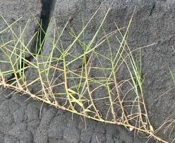 Image result for Paspalum vaginatum