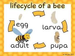 Bee Life Cycle Freebie Life Cycles Bee Life Cycle Bee