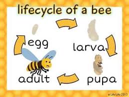 bee life cycle freebie life cycles bee life cycle bee