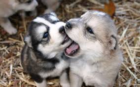 Check spelling or type a new query. Husky Puppies Wallpapers Wallpaper Cave