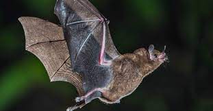 Can Bats Live Forever A New Study Reveals The Secret Behind Bats Longevity