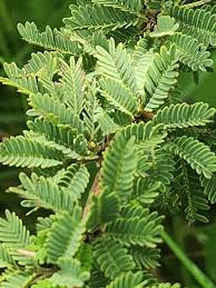 Image result for Acacia hockii