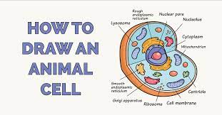 Maybe you would like to learn more about one of these? How To Draw An Animal Cell Really Easy Drawing Tutorial