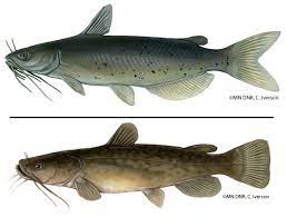 Channel Catfish Ictalurus Punctatus And Flathead Catfish Pylodictis Olivaris Mississippi National River And Recreation Area U S National Park Service