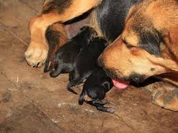 If your pet has pain and you can't explain it, get it checked out by your vet just to be safe. Bsnl4yh2yb5oim