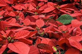 25 Days Of Christmas Books Poinsettia Plant Poinsettia Poinsettia Flower
