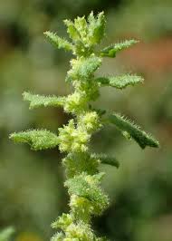 Image result for Dysphania pumilio