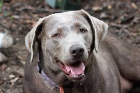 Silver labs are sweet dogs that tend to be active, easy to train, & make great family pets. Silver Lab Breed Info Pics Puppies Personality Facts Doggie Designer