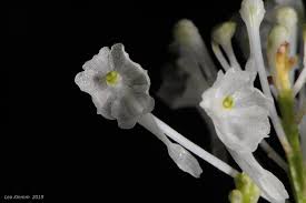 Image result for Podangis