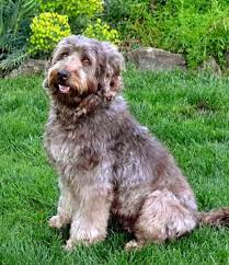 Golden Gate Labradoodles San Francisco Bay Area Labradoodle Labradoodle Breeders Australian Labradoodle