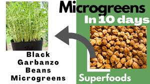 Chickpeas do not do well with transplanting. Microgreens In 10 Days Black Garbanzo Beans Microgreens Kala Chana Step By Step Instructions Youtube