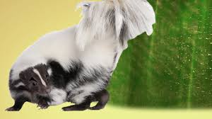 Ask Smithsonian What Makes Skunk Spray Smell So Terrible Smithsonian Magazine