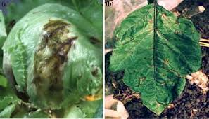 Program within @mayoclinicgradschool is currently accepting applications! Mechanism Of Disease Development Caused By A Multihost Plant Bacterium Pseudomonas Cichorii And Its Virulence Diversity Springerlink