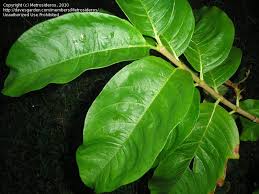 Image result for Vangueria madagascariensis