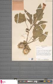 Image result for Orthopichonia barteri