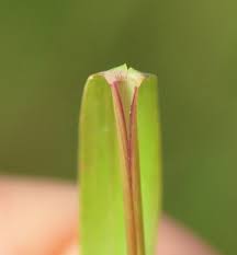 Image result for Dichapetalum edule