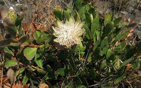 Image result for Protea angolensis